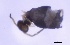  ( - SOS_COLLEMBOLA_356)  @11 [ ] by (2013) Cornelya Klutsch Norwegian Institute of Bioeconomy Research (NIBIO)