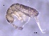  ( - SOS_COLLEMBOLA_375)  @11 [ ] by (2013) Cornelya Klutsch Norwegian Institute of Bioeconomy Research (NIBIO)