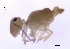  ( - SOS_COLLEMBOLA_401)  @11 [ ] Unspecified (default): All Rights Reserved  Unspecified Unspecified