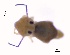  ( - SOS_COLLEMBOLA_402)  @11 [ ] Unspecified (default): All Rights Reserved  Unspecified Unspecified