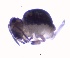  ( - SOS_COLLEMBOLA_422)  @11 [ ] Unspecified (default): All Rights Reserved  Unspecified Unspecified