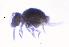  ( - SOS_COLLEMBOLA_423)  @11 [ ] Unspecified (default): All Rights Reserved  Unspecified Unspecified