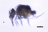  ( - SOS_COLLEMBOLA_425)  @11 [ ] Unspecified (default): All Rights Reserved  Unspecified Unspecified
