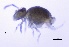  ( - SOS_COLLEMBOLA_426)  @11 [ ] Unspecified (default): All Rights Reserved  Unspecified Unspecified