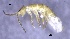  (Isotoma caerulea - SOS_COLLEMBOLA_428)  @11 [ ] Unspecified (default): All Rights Reserved  Unspecified Unspecified