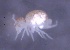  ( - SOS_COLLEMBOLA_445)  @11 [ ] Unspecified (default): All Rights Reserved  Unspecified Unspecified