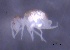  ( - SOS_COLLEMBOLA_446)  @11 [ ] Unspecified (default): All Rights Reserved  Unspecified Unspecified