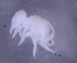  ( - SOS_COLLEMBOLA_461)  @11 [ ] Unspecified (default): All Rights Reserved  Unspecified Unspecified