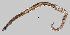  ( - NEMA-40988-A4)  @11 [ ] by-nc (2023) Oleksandr Holovachov Swedish Museum of Natural History