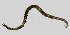  (Prionchulus punctatus - NEMA-40988-C12)  @11 [ ] by-nc (2023) Oleksandr Holovachov Swedish Museum of Natural History