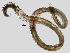  (Mononchidae - NEMA-40988-E11)  @11 [ ] by-nc (2023) Oleksandr Holovachov Swedish Museum of Natural History