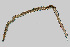  ( - NEMA-40988-E12)  @11 [ ] by-nc (2023) Oleksandr Holovachov Swedish Museum of Natural History