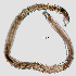  ( - NEMA-40988-E7)  @11 [ ] by-nc (2023) Oleksandr Holovachov Swedish Museum of Natural History