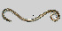  ( - NEMA-40988-E9)  @11 [ ] by-nc (2023) Oleksandr Holovachov Swedish Museum of Natural History
