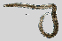  ( - NEMA-40988-G6)  @11 [ ] by-nc (2023) Oleksandr Holovachov Swedish Museum of Natural History
