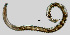  ( - NEMA-40988-G9)  @11 [ ] by-nc (2023) Oleksandr Holovachov Swedish Museum of Natural History