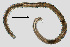  ( - NEMA-40988-H1)  @11 [ ] by-nc (2023) Oleksandr Holovachov Swedish Museum of Natural History