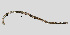  ( - NEMA-40988-H3)  @11 [ ] by-nc (2023) Oleksandr Holovachov Swedish Museum of Natural History
