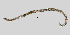  (Mylonchulidae - NEMA-40988-H4)  @11 [ ] by-nc (2023) Oleksandr Holovachov Swedish Museum of Natural History
