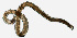 ( - NEMA-40988-H8)  @11 [ ] by-nc (2023) Oleksandr Holovachov Swedish Museum of Natural History