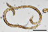  (Aporcelaimidae - NEMA-40989-A10)  @11 [ ] by-nc (2024) Oleksandr Holovachov Swedish Museum of Natural History