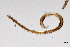  (Prionchulus fagi - NEMA-40989-H5)  @11 [ ] by-nc (2024) Oleksandr Holovachov Swedish Museum of Natural History