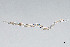  ( - NEMA-40991-A1)  @11 [ ] by-nc (2024) Oleksandr Holovachov Swedish Museum of Natural History