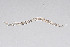  ( - NEMA-40991-A2)  @11 [ ] by-nc (2024) Oleksandr Holovachov Swedish Museum of Natural History