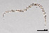  ( - NEMA-40991-A3)  @11 [ ] by-nc (2024) Oleksandr Holovachov Swedish Museum of Natural History