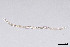  ( - NEMA-40991-A4)  @11 [ ] by-nc (2024) Oleksandr Holovachov Swedish Museum of Natural History