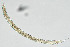  ( - NEMA-40991-B11)  @11 [ ] by-nc (2024) Oleksandr Holovachov Swedish Museum of Natural History