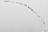 ( - NEMA-40991-C10)  @11 [ ] by-nc (2024) Oleksandr Holovachov Swedish Museum of Natural History