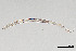  (Metateratocephalidae - NEMA-40991-D2)  @11 [ ] by-nc (2024) Oleksandr Holovachov Swedish Museum of Natural History
