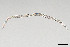  (Pseudacrobeles - NEMA-40991-E2)  @11 [ ] by-nc (2024) Oleksandr Holovachov Swedish Museum of Natural History