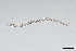  ( - NEMA-40991-E3)  @11 [ ] by-nc (2024) Oleksandr Holovachov Swedish Museum of Natural History