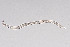  ( - NEMA-40991-E4)  @11 [ ] by-nc (2024) Oleksandr Holovachov Swedish Museum of Natural History