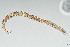  ( - NEMA-40991-F11)  @11 [ ] by-nc (2024) Oleksandr Holovachov Swedish Museum of Natural History