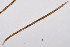  (Metaporcelaimus romanicus - NEMA-40991-F1)  @11 [ ] by-nc (2024) Oleksandr Holovachov Swedish Museum of Natural History