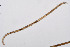  ( - NEMA-40991-F2)  @11 [ ] by-nc (2024) Oleksandr Holovachov Swedish Museum of Natural History