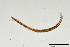  (Prionchulus hygrophilus - NEMA-40991-F9)  @11 [ ] by-nc (2024) Oleksandr Holovachov Swedish Museum of Natural History
