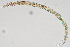  ( - NEMA-40991-G12)  @11 [ ] by-nc (2024) Oleksandr Holovachov Swedish Museum of Natural History