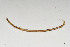 (Mononchidae - NEMA-40991-G1)  @11 [ ] by-nc (2024) Oleksandr Holovachov Swedish Museum of Natural History