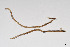  (Mylonchulidae - NEMA-40991-G7)  @11 [ ] by-nc (2024) Oleksandr Holovachov Swedish Museum of Natural History