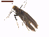  (Caloptilia rhusina - CLV7558)  @11 [ ] CreativeCommons  Attribution Non-Commercial Share-Alike (2019) Carlos Lopez Vaamonde Institut National de la Recherche Agronomique, Zoologie Forestiere