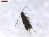  (Metriochroa pergulariae - CLV7559)  @11 [ ] CreativeCommons  Attribution Non-Commercial Share-Alike (2019) Carlos Lopez Vaamonde Institut National de la Recherche Agronomique, Zoologie Forestiere