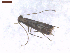  ( - CLV7563)  @11 [ ] CreativeCommons  Attribution Non-Commercial Share-Alike (2019) Carlos Lopez Vaamonde Institut National de la Recherche Agronomique, Zoologie Forestiere