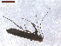  (Caloptilia dicksoni - CLV7572)  @11 [ ] CreativeCommons  Attribution Non-Commercial Share-Alike (2019) Carlos Lopez Vaamonde Institut National de la Recherche Agronomique, Zoologie Forestiere