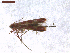  (Macarostola noellineae - CLV7575)  @11 [ ] CreativeCommons  Attribution Non-Commercial Share-Alike (2019) Carlos Lopez Vaamonde Institut National de la Recherche Agronomique, Zoologie Forestiere