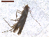  (Leucocercops curatellifoliae - CLV7580)  @11 [ ] CreativeCommons  Attribution Non-Commercial Share-Alike (2019) Carlos Lopez Vaamonde Institut National de la Recherche Agronomique, Zoologie Forestiere
