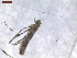  (Telamoptilia cordati - CLV7581)  @11 [ ] CreativeCommons  Attribution Non-Commercial Share-Alike (2019) Carlos Lopez Vaamonde Institut National de la Recherche Agronomique, Zoologie Forestiere